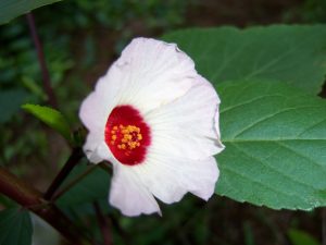 Fleur d'oseille rouge